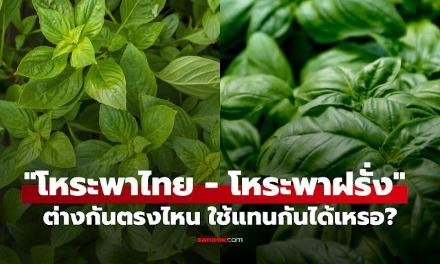 เทคนิคการปลูก โหระพาไทย กับ โหระพาฝรั่ง ให้ใบดกหอมฟุ้งเต็มสวน