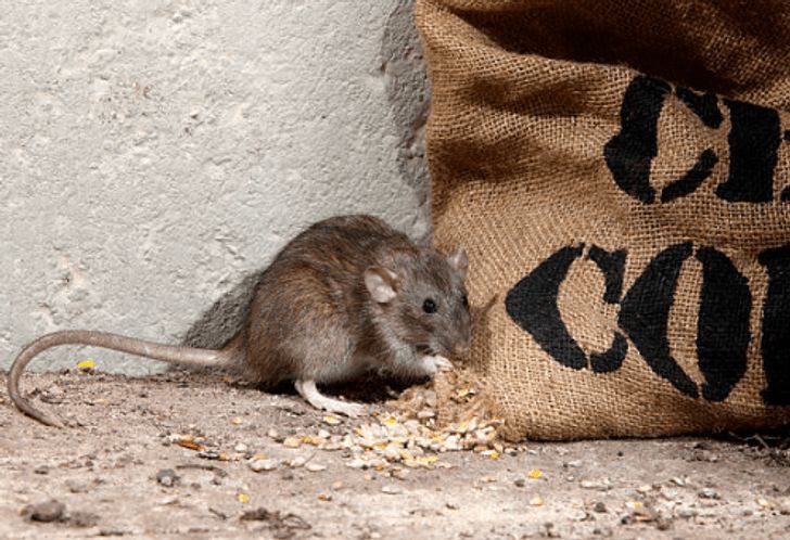 ส่องอาการ “ไวรัสฮันตา” (Hantavirus) ติดต่อทางไหน? พร้อมวิธีป้องกันตัวเองให้ห่างไกลโรคจากหนู
