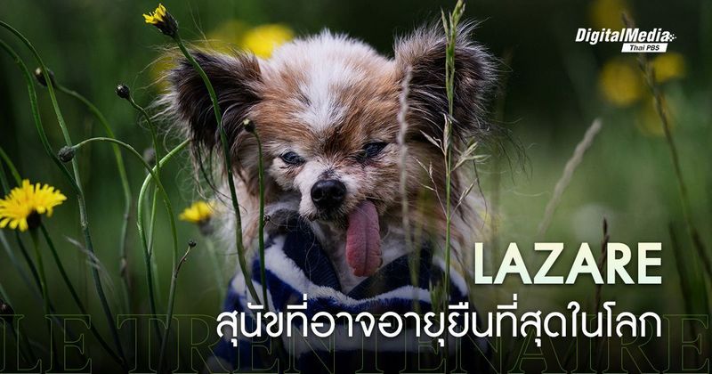 ‘Lazare’ สุนัขอายุ 30 ปีในฝรั่งเศส ที่อาจเป็นสุนัขอายุยืนที่สุดในโลก | Thai PBS NOW