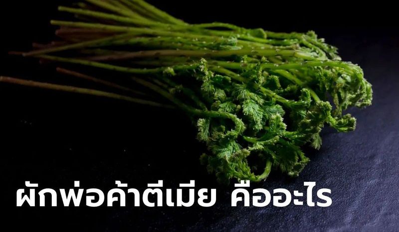 ส่องคุณค่าทางยา ผักพ่อค้าตีเมีย สมุนไพรไทยสรรพคุณล้นแก้ว