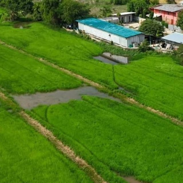 THE BEST PROPERTY 19 on Instagram: ”ขายที่ดิน เนื้อที่ 2 ไร่ 52.0 ตารางวา
ที่ตั้ง : ต.สามบัณฑิต อ.อุทัย จ.พระนครศรีอยุธยา
รหัสทรัพย์ : T-141961 เนื้อที่ 852.0 ตารางวา
กว้าง 29.83 เมตร ลึก 242.00 เมตร
หันทางทิศ เหนือ รายละเอียดเพิ่มเติม : ที่ดินทำเลศักยภาพ ใกล้นิคมอุตสาหกรรมโรจนะ แหล่งงานขนาดใหญ่ของจังหวัดอยุธยา เดินทางสะดวก เชื่อมต่อถนนโรจนะ ถนนพหลโยธิน และวงแหวนรอบนอก เข้า-ออกกรุงเทพฯ ได้ง่าย
ใกล้แหล่งชุมชน ตลาด ร้านสะดวกซื้อ โรงเรียนและวัด รายล้อมด้วยโรงงานและสถานประกอบการจำนวนมาก
เหมาะสำหรับรองรับการขยายตัวของที่อยู่อาศัย เหมาะสำหรับ, สร้างบ้านพักอาศัย, บ้านเช่า หอพัก อพาร์ตเมนต์, โกดังสินค้าหรือธุรกิจขนาดเล็ก, ซื้อเก็บเพื่อการลงทุนในอนาคต
ทำเลกำลังเติบโต มีความต้องการที่อยู่อาศัยและพื้นที่เชิงพาณิชย์อย่างต่อเนื่อง เหมาะสำหรับนักลงทุนและผู้ที่มองหาที่ดินในโซนเศรษฐกิจสำคัญของอยุธยา ราคา 2,600,000 บาท สอบถามข้อมูล | นัดดู ที่ดิน
️ โทร /ไลน์ WhatsApp O841723685 บอย
Line https://line.me/ti/p/WbgnMzN3Ml
( โทรมาได้ตลอด 24 ชั่วโมง ) #อุทัย #พระนครศรีอยุธยา #จังหวัดนครศรีอยุธยา #ที่ดิน #อสังหาริมทรัพย์”
