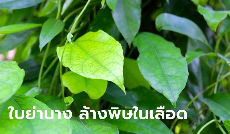 เจาะลึก ใบย่านาง สรรพคุณ ทางยาและการป้องกันโรคที่คนรักสุขภาพต้องรู้