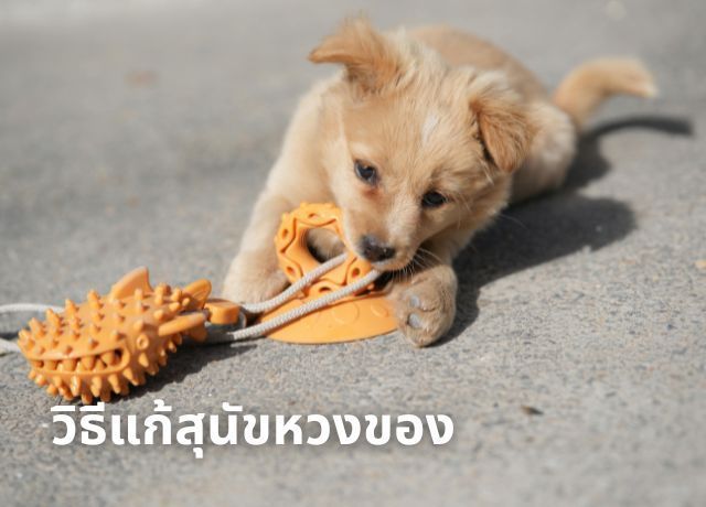 วิธีแก้สุนัขหวงของประเภทอาหารและชามข้าว ลดอาการขู่ก้าวร้าว