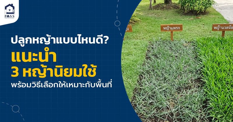 ปลูกหญ้า แบบไหนดี? แนะนำ 3 หญ้าปลูกสนามยอดนิยมสำหรับบ้าน