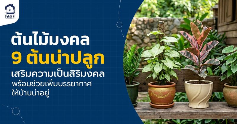 ต้นไม้มงคล 9 ต้นน่าปลูกในบ้าน เสริมดวง บ้านร่มรืน ต้องรู้ไว้ก่อนปลูก