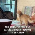 The yellow fox Cafe