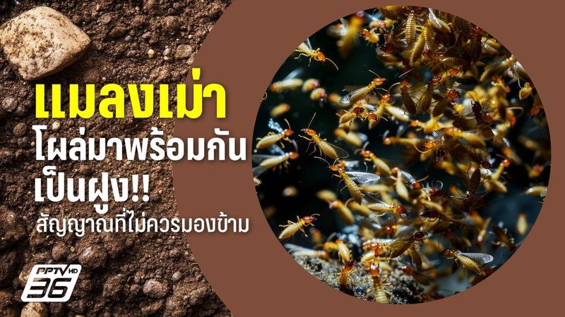 แมลงเม่า สัญญาณเตือนอะไรในบ้าน พร้อมวิธีกำจัดแบบง่าย ๆ