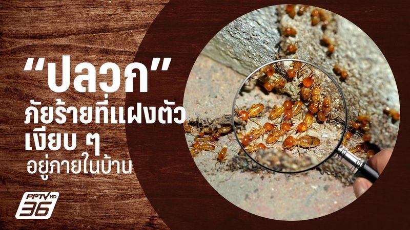 10 วิธีกำจัดปลวกอย่างถาวร ไล่ปลวกออกจากบ้านแบบได้ผลจริง