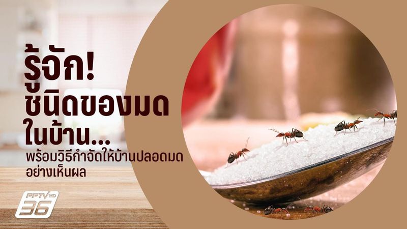 รู้จักชนิดของมด และวิธีกำจัดมดในบ้านให้หมดไปอย่างเห็นผล