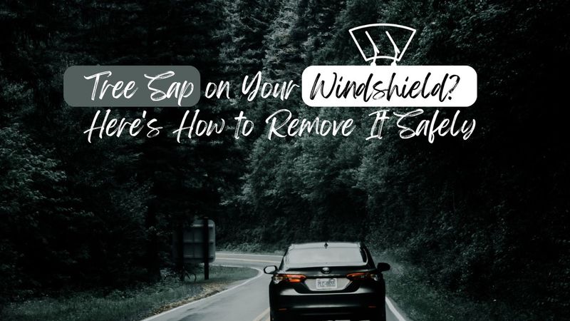 Tree Sap on Your Windshield? Here’s How to Remove It Safely