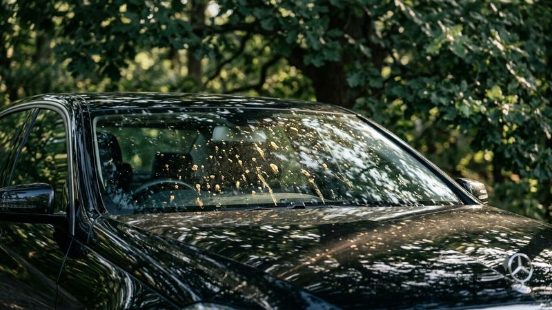 [Jim Smith ] 🚗 Tree sap stuck on your windshield? Don’t let it ruin ...