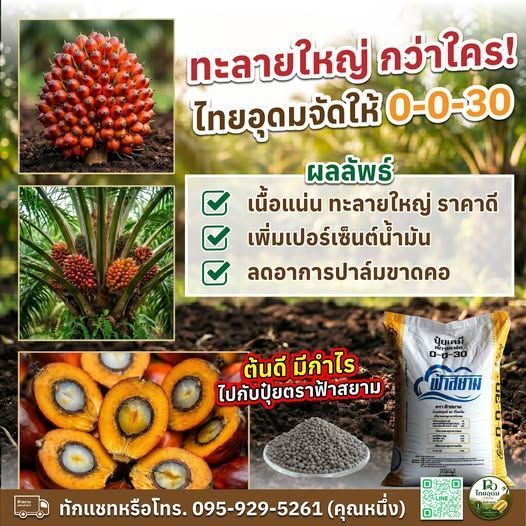 ทำไมปาล์มน้ำมันถึงต้องการธาตุโพแทสเซียม? รู้จักธาตุสำคัญที่ช่วยเพิ่มผลผลิตและคุณภาพทะลาย | ฟ้าสยาม