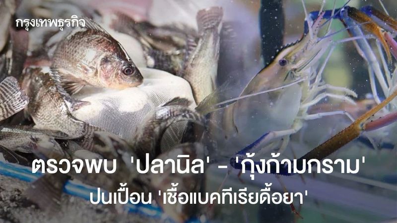ศูนย์วิทยาศาสตร์การแพทย์สุ่มตรวจ ‘ปลานิล-กุ้งก้ามกราม’ พบ ‘เชื้อดื้อยา’