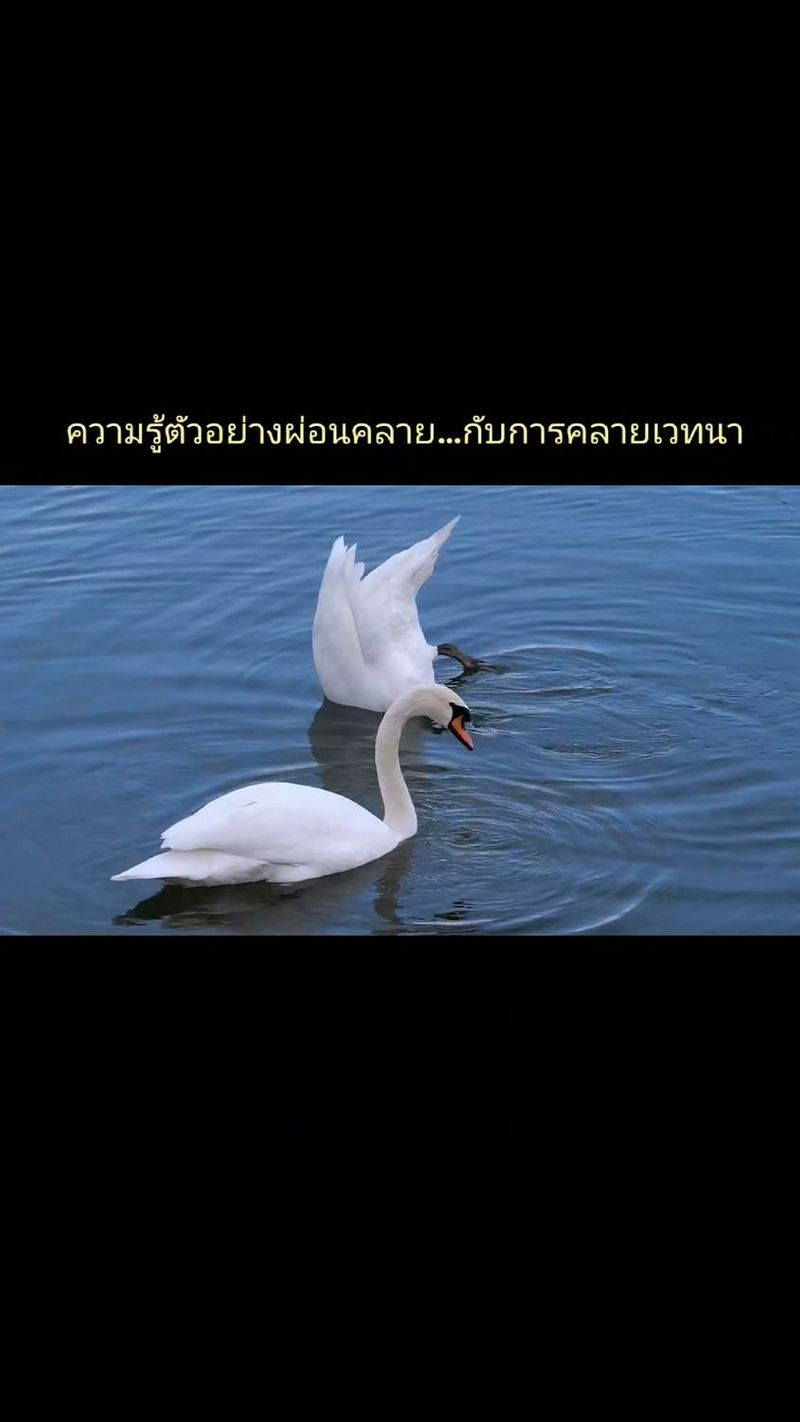 1.3K views · 90 reactions | #ทางสู่นิพพาน
#ธรรมะ
#ปล่อยวาง
#สติ
#สมาธิ | พระปัจเจกพุทธเจ้า