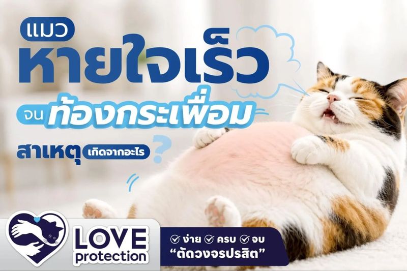 แมวหายใจเร็ว ท้องกระเพื่อม เกิดจากอะไร? รู้สาเหตุและวิธีรับมือ