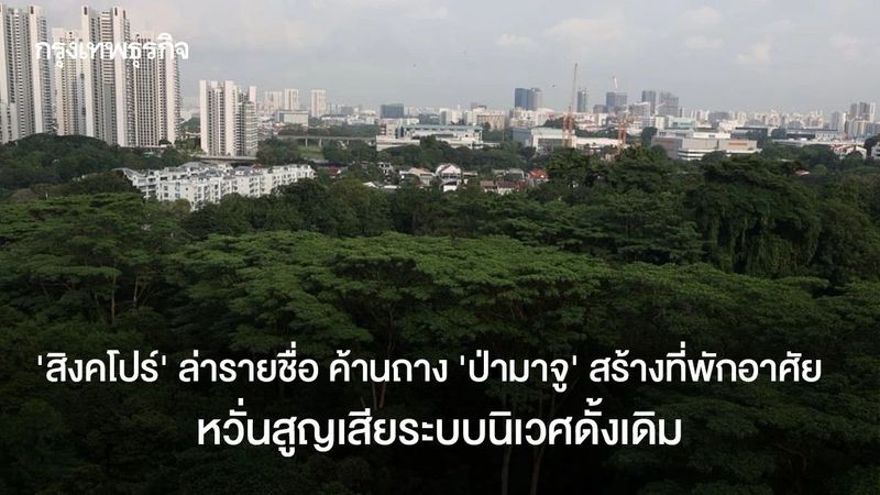 ‘สิงคโปร์’ ล่ารายชื่อ ค้านถาง ‘ป่ามาจู’ สร้างที่พักอาศัย หวั่นสูญเสียระบบนิเวศดั้งเดิม