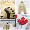 Polar Bear Travel Inc