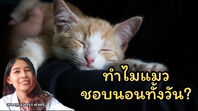 ทำไมแมวชอบนอนทั้งวัน? I CAT’s secret ไขความลับแมว #ทาสแมวต้องรู้