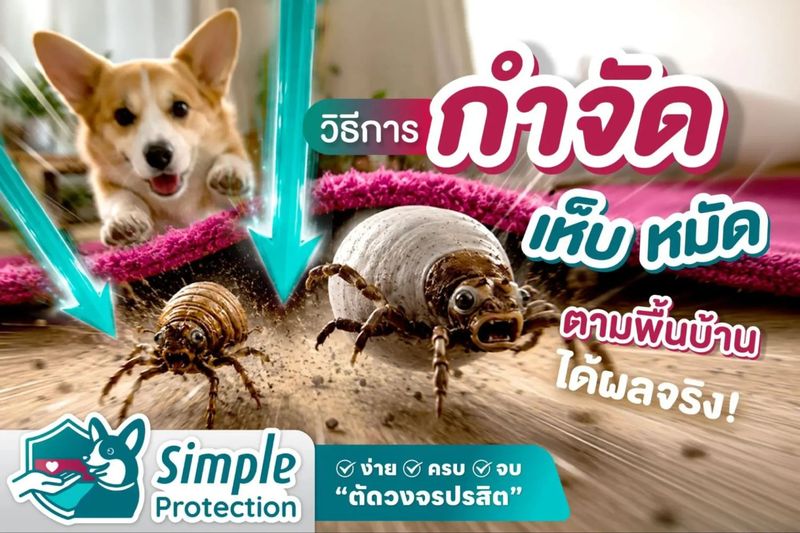 วิธีกำจัดเห็บหมัดสุนัขตามพื้นบ้าน ทำอย่างไรให้ปลอดภัย?