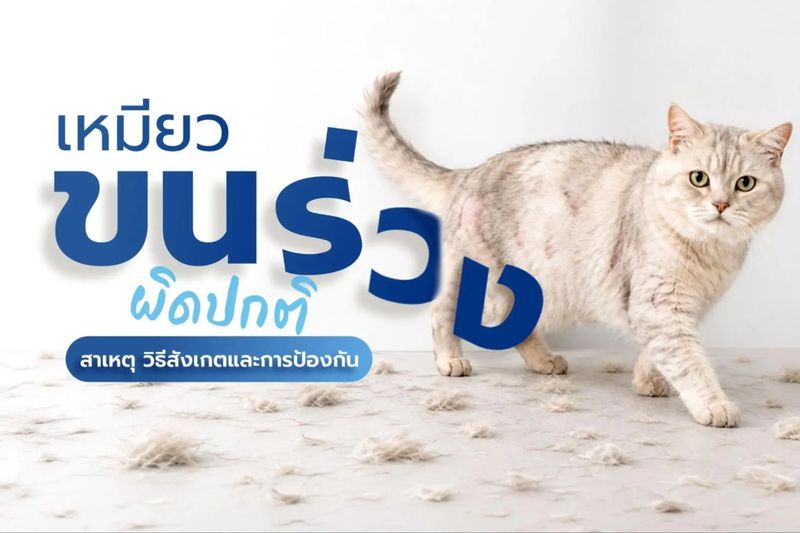 แมวขนร่วงเยอะ ทำอย่างไรดี? รู้ทันสาเหตุพร้อมวิธีลดอาการขนร่วง