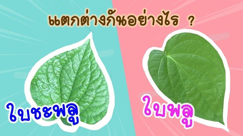 ใบพลูกับใบชะพลู ใครรู้บ้างว่าแตกต่างกันอย่างไรนะ ?