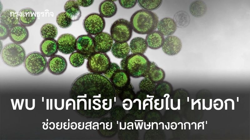 พบ ‘แบคทีเรีย’ อาศัยใน ‘หมอก’ ช่วยย่อยสลาย ‘มลพิษทางอากาศ’