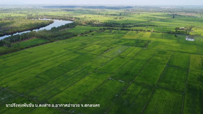 นาปรังทุ่งพันขันมุมสูง
บ้านดงสาร
ตำบลโพนงาม
อำเภออากาศอำนวย
จังหวัดสกลนคร ถ่ายเมื่อวันที่010267 | One Poverty