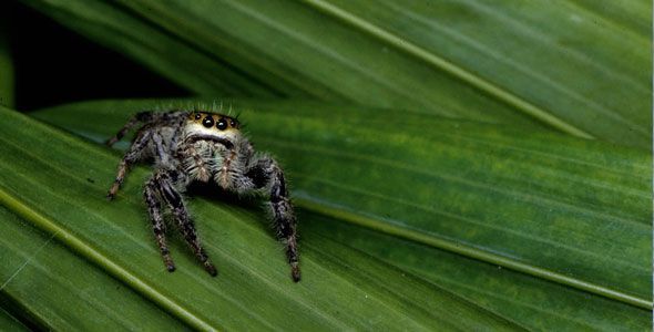 What Females Want ~ Real Swingers of the Animal Kingdom | Nature | PBS