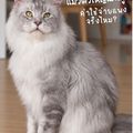 TigerCoonCat | ฟาร์มแมวเมนคูนแท้ Maine Coon Cattery Thailand – Kittens for Sale