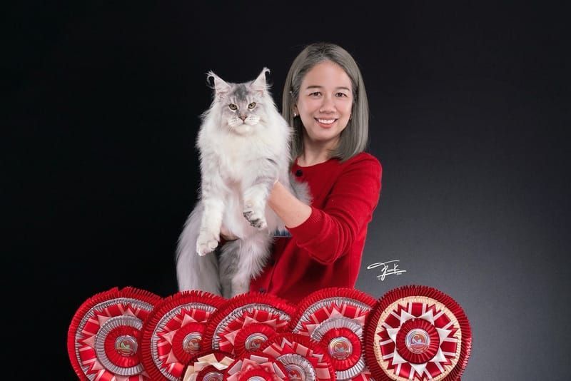 TigerCoonCat | Champion Maine Coon Kittens Thailand · WCF 2025